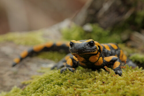 Salamandra salamandra, Feuersalamander


Aufnameort: Odenwald
Kamera: Canon EOS 60D