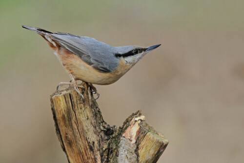 Kleiber, Sitta europaea


Aufnameort: Odenwald
Kamera: Canon EOS 7D