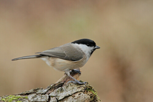 Sumpfmeise, Poecile palustris

Aufnameort: Odenwald
Kamera: Canon EOS 7D