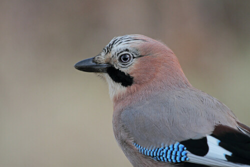 Eichelhäher, Garrulus glandarius


Aufnameort: Odenwald
Kamera: Canon EOS 7D