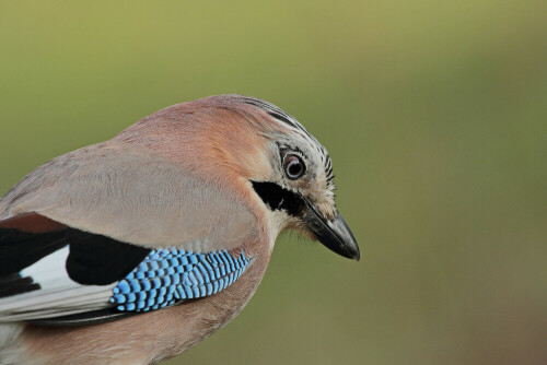 Eichelhäher, Garrulus glandarius


Aufnameort: Odenwald
Kamera: Canon EOS 7D