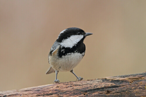 Tannenmeise, Periparus ater


Aufnameort: Odenwald
Kamera: Canon EOS 7D