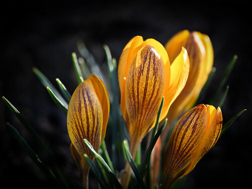 Lrolus

Aufnameort: Ohlsdorf
Kamera: Nikon Z7 II