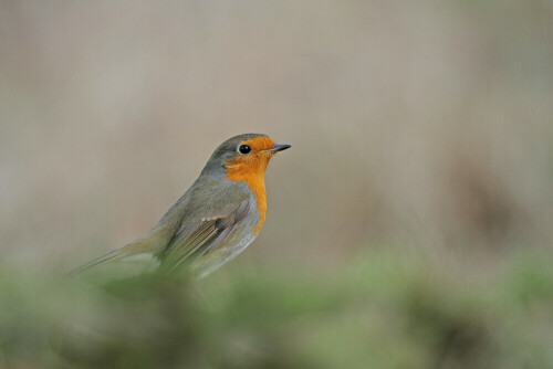 Rotkehlchen, Erithacus rubecula


Aufnameort: Odenwald
Kamera: Canon EOS 7D