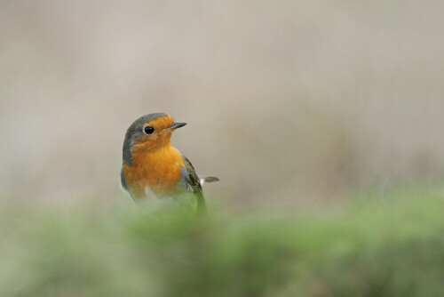 Rotkehlchen, Erithacus rubecula


Aufnameort: Odenwald
Kamera: Canon EOS 7D