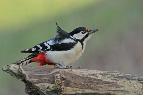 Buntspecht, Dendrocopos major


Aufnameort: Odenwald
Kamera: Canon EOS 7D