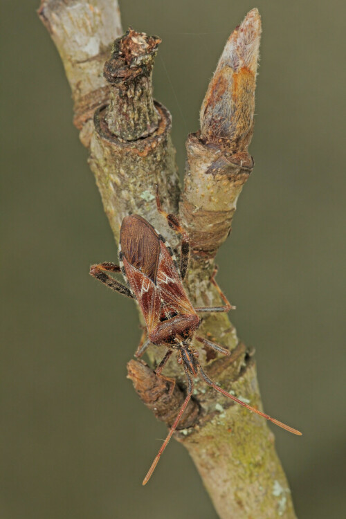 Amerikanische Zapfenwanze an einem Ebereschenast
(Leptoglossus occidentalis)



Aufnameort: Odenwald
Kamera: Canon EOS 60D