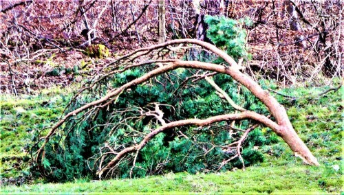 Kiefern wie auch eine Waldkiefer scheint auch wegen ihres Holzes
bei Stürmen eher windbruchgefährdet zu sein.
Die  Waldkiefer zum Baum des Jahres 2007 ernannt.
 https://de.wikipedia.org/wiki/Waldkiefer

Aufnameort: Eiershausen
Kamera: Medion Camcorder