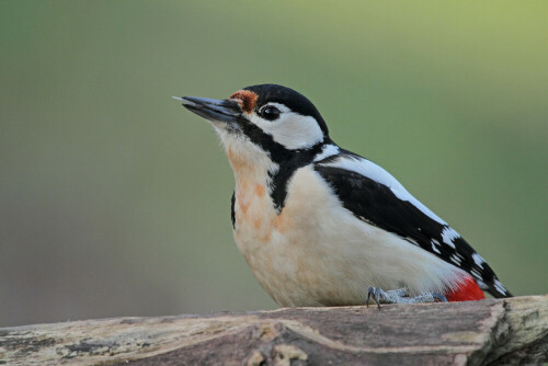 Buntspecht

Aufnameort: Odenwald
Kamera: Canon EOS 7D