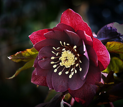 rote Gartenschneerose

Aufnameort: Ohlsdorf
Kamera: Nikon Z7 II