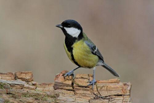 Kohlmeise, Parus major


Aufnameort: Odenwald
Kamera: Canon EOS 7D