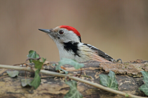 Mittelspecht, Leiopicus medius



Aufnameort: Odenwald
Kamera: Canon EOS 7D