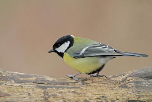 Kohlmeise

Aufnameort: Odenwald
Kamera: Canon EOS 7D