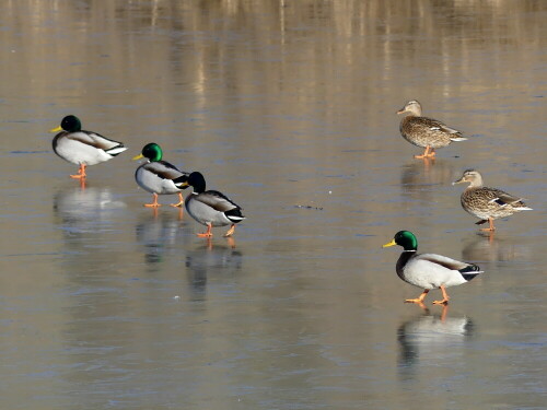 

Aufnameort: Weiherschneidbach Mühlweiher
Kamera: Panasonic Lumix FZ 330