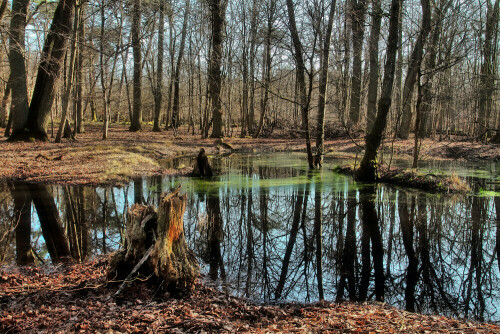 Tümpel, NSG

Aufnameort: Rheinebene
Kamera: Canon EOS 7D