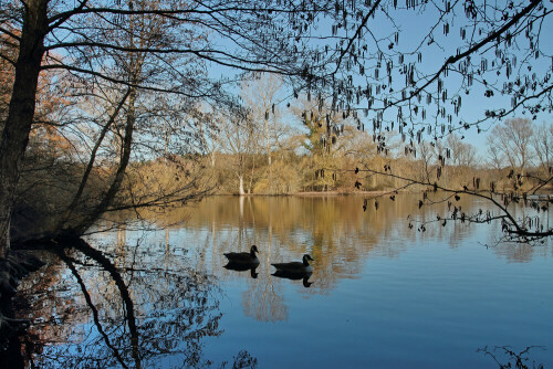 Kanadagänse

Aufnameort: Rheinebene
Kamera: Canon EOS 7D