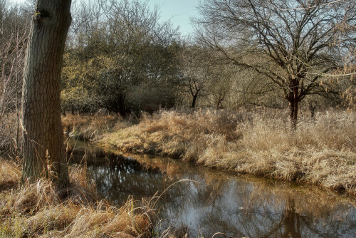 Naturschutzgebiet

Aufnameort: Rheinebene
