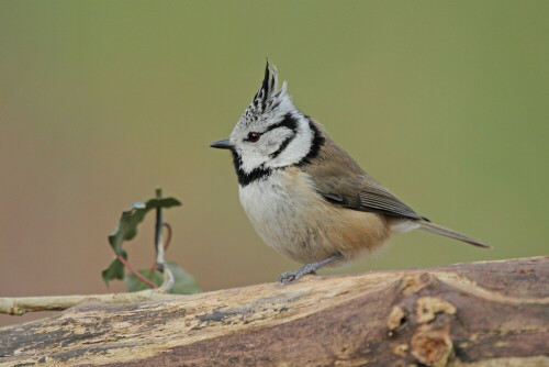 Haubenmeise, Lophophanes cristatus


Aufnameort: Odenwald
Kamera: Canon EOS 7D