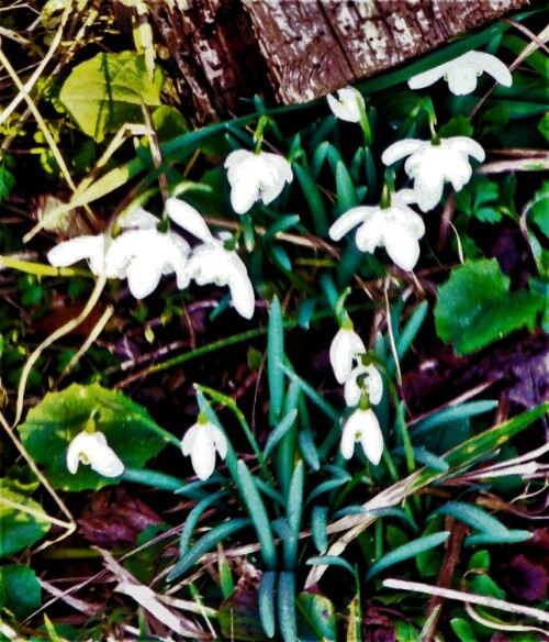 kleine-schneeglockchen-galanth-28063.jpeg