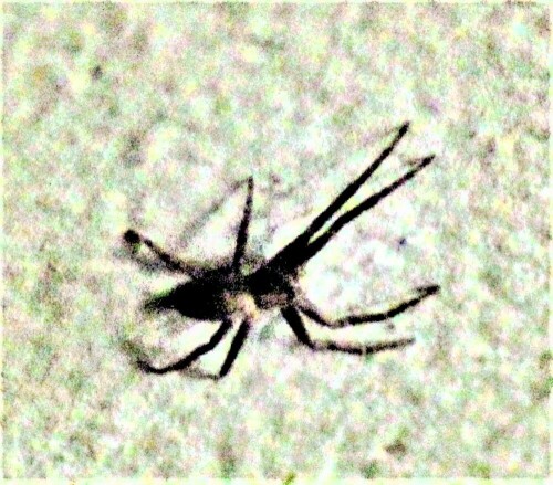 laufspinne-philodromus-cespitum-walckenaer-1802-28065.jpeg
