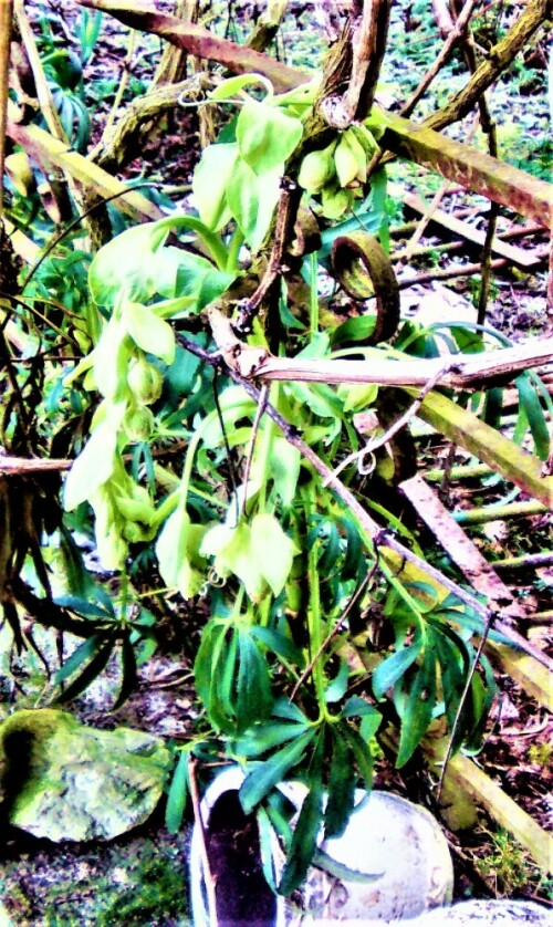 Die Stinkende Nieswurz gehört zur Familie der Hahnenfußgewächsen(Ranunculaceae).
Bei dieser Aufnahme ist sie durch die nächtlichen Fröste doch merklich in Mitleidenschaft gezogen worden.
https://de.wikipedia.org/wiki/Stinkende_Nieswurz

Aufnameort: Eiershausen Garten
Kamera: Medion Camcorder