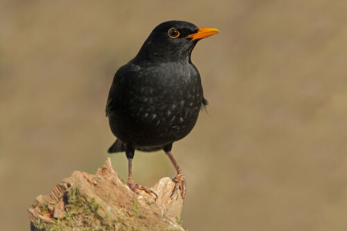 Amsel, Turdus merula


Aufnameort: Odenwald
Kamera: Canon EOS 7D