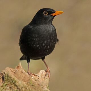 amsel-28085