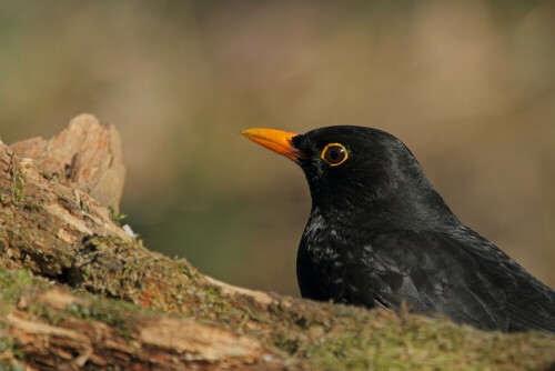 Amsel

Aufnameort: Odenwald
Kamera: Canon EOS 7D