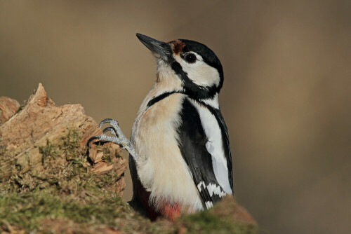 Buntspecht

Aufnameort: Odenwald
Kamera: Canon EOS 7D