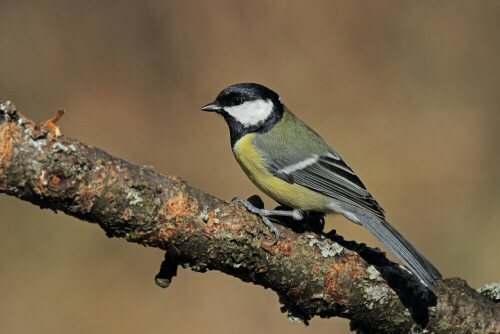 Kohlmeise

Aufnameort: Odenwald
Kamera: Canon EOS 7D