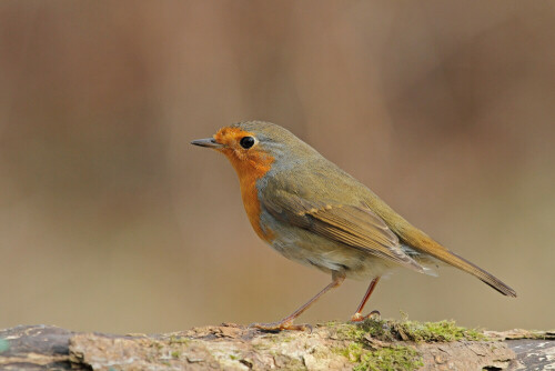 Rotkehlchen

Aufnameort: Odenwald
Kamera: Canon EOS 7D