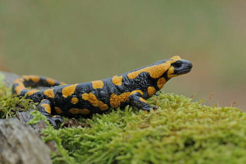 Feuersalamander, Salamandra salamandra


Aufnameort: Odenwald
Kamera: Canon EOS 60D