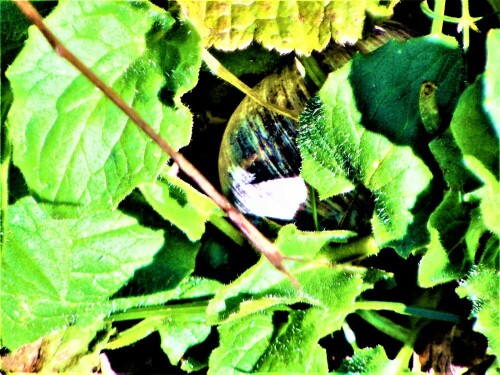 Das Gehäuse einer Weinbergschnecke versteckt unter Blätter der Herzblättrigen Gämswurz(Doronicum columnae(Ten.))
https://de.wikipedia.org/wiki/Weinbergschnecke

Aufnameort: Eiershausen
Kamera: Medion Camcorder