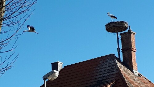 Freddy und Anni

Aufnameort: Gögglingen Storchennest
Kamera: Pansonic Lumix TZ 71