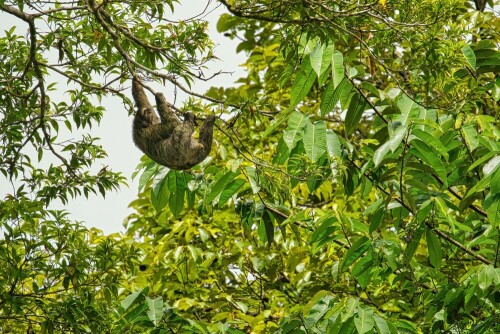 Auf unserer Reise durch Costa Rica im März 2022 haben wir an der karibischen Küste von Tortuguero dieses aktive Dreifingerfaultier entdeckt. Mein Mann Oliver hat das Foto gemacht. Eine wunderbare Entdeckung, denn häufig sind die Faultiere als schlafendes „Knäuel“ anzutreffen…

Aufnameort: Tortuguero, Costa Rica
Kamera: Sony Alpha 7 III, 400mm, f/9,5, ISO 800, 1/1.500