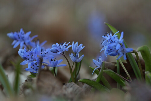 Zweiblättriger Blaustern

Aufnameort: Odenwald
Kamera: Canon EOS 60D