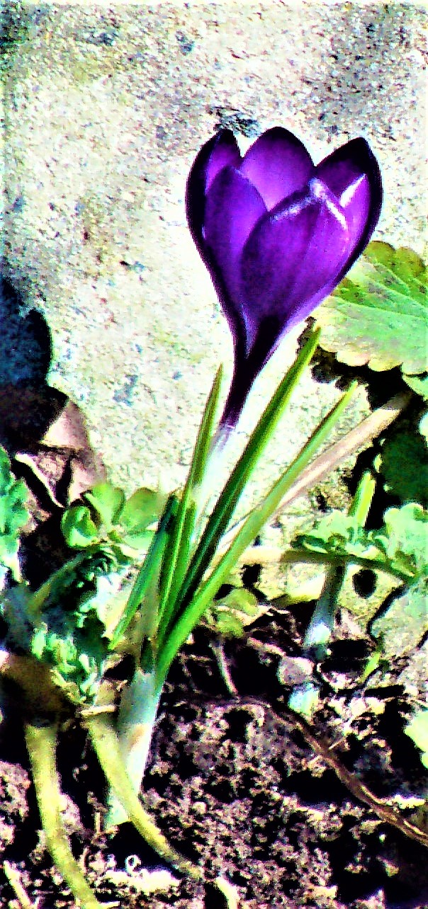 Der Krokus gilt auch als Giftpflanze.
https://www.giftpflanzen.org/tag/krokus/

Aufnameort: Eiershausen Garten
Kamera: Medion Camcorder