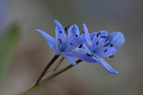 Zweiblättriger Blaustern

Aufnameort: Odenwald
Kamera: Canon EOS 60D