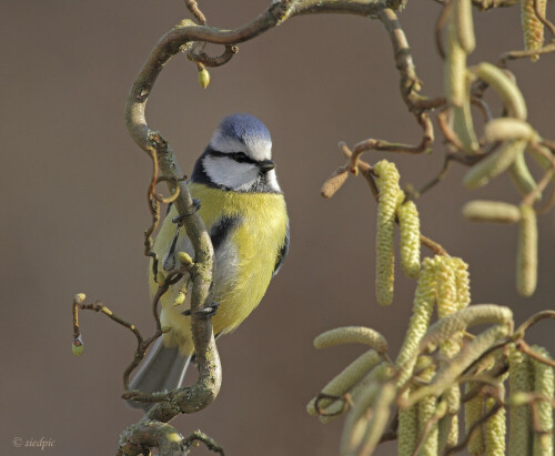 Blaumeise

Aufnameort: Odenwald
Kamera: Canon EOS 7D