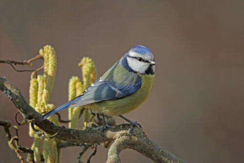 Blaumeise

Aufnameort: Odenwald
Kamera: Canon EOS 7D