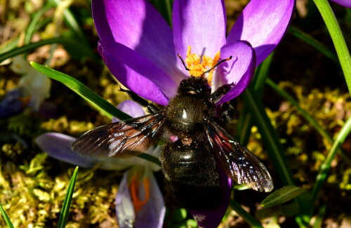 

Aufnameort: Weidenbach in meinem Garten
Kamera: Panasonic Lumix FZ 330