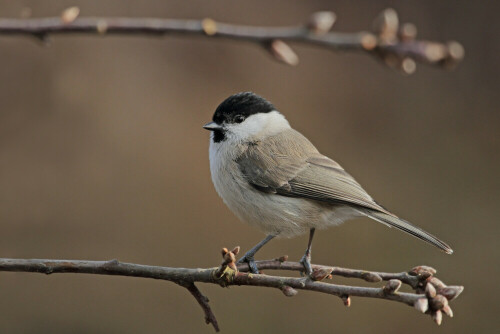 Sumpfmeise

Aufnameort: Odenwald
Kamera: Canon EOS 7D