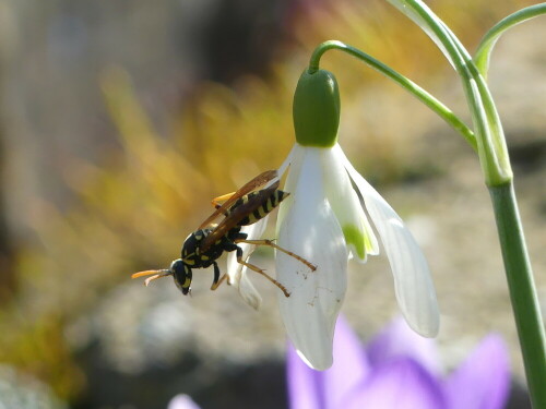 

Aufnameort: Weidenbach in meinem Garten
Kamera: Panasonic Lumix FZ 330