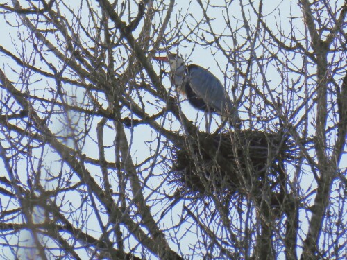 Der Graureiher in seinem Nest

Aufnameort: An der Iller ca. Höhe Wiblingen/gegenüber Ludwigsfeld
Kamera: Panasonic TZ 71