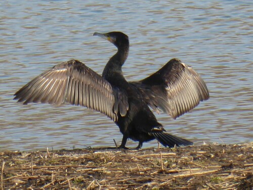 Der Kormoran beim Flügel trocknen

Aufnameort: Plessenteich Neu-Ulm
Kamera: Panasonic