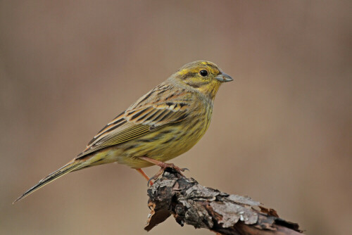 Goldammer

Aufnameort: Odenwald
Kamera: Canon EOS 7D