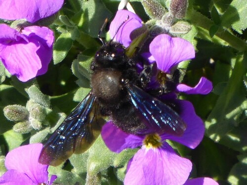 Auch Blauschwarze oder Violettflügelige Holzbiene, ist eine Biene aus der Gatung der Holzbienen innerhalb der Familie der Apidae.

Aufnameort: Gerstetten
Kamera: Panasonic Lumix TZ 71