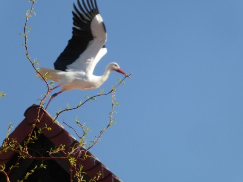 Toll anzuschauen, wie der Weißstorch abfliegt.

Aufnameort: Ersingen
Kamera: Panasonic Lumix TZ 71