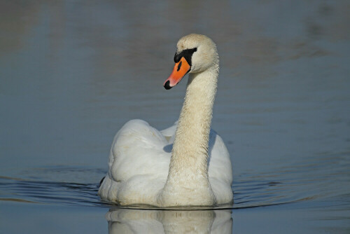 Höckerschwan

Aufnameort: Odenwald
Kamera: Canon EOS 7D