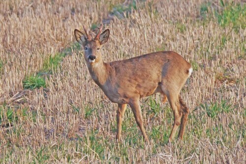 

Aufnameort: d soest
